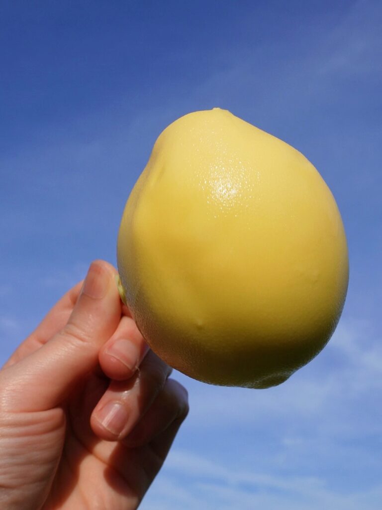 Lemon Posset